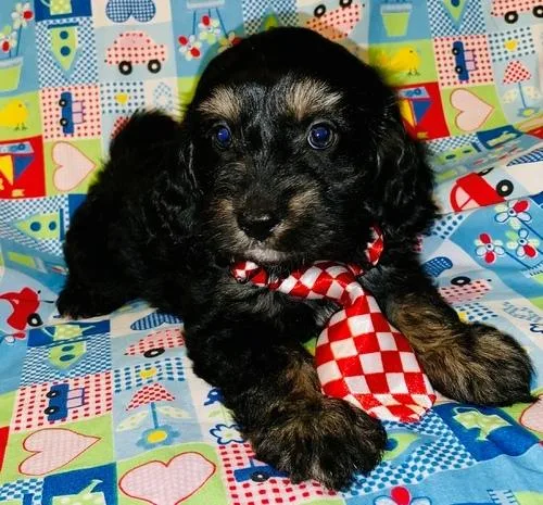 Home raised Cavapoo puppies available