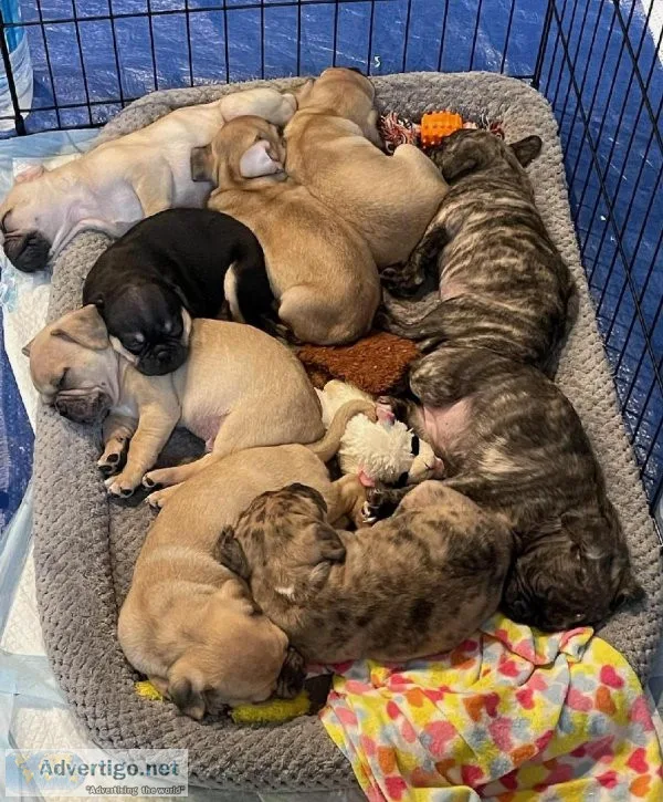 French BulldogPug Puppies