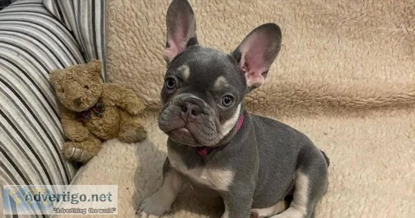 Purebred French Bulldog puppies for sale