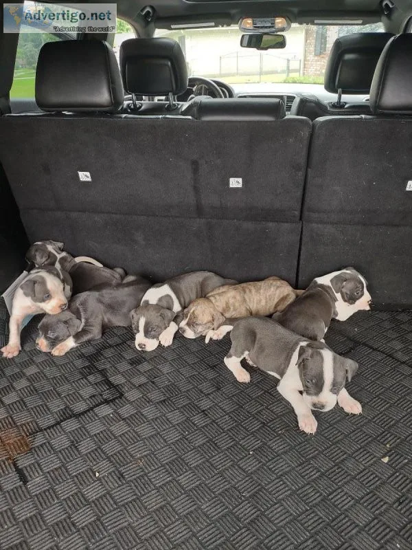 Beautiful BlueWhite Pit Bull Puppies