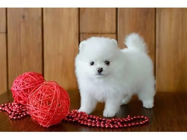 POMERANIAN PUPPIES AVAILABLE