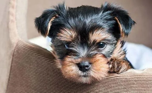 Akc 3 teacup yorkie pups