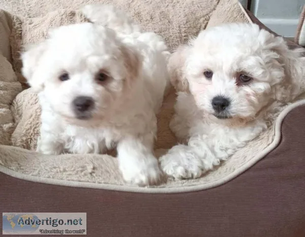 Pure Bichon Frise puppies