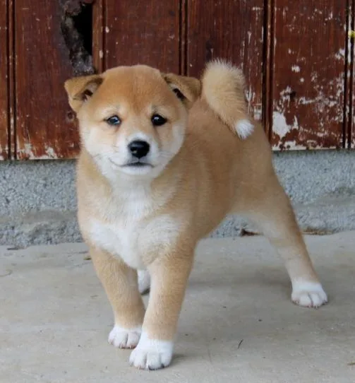 AKC SHIBA INU PUPPIES AVAILABLE