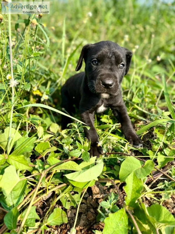Adorable litter of Cane Corso puppies for sale