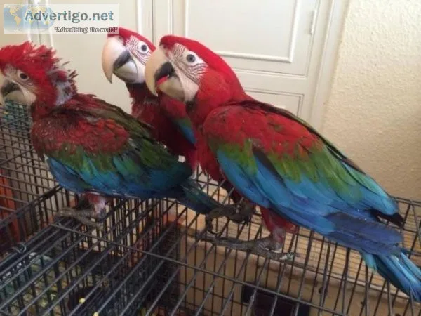 Super friendly Tamed Green Wing Macaw