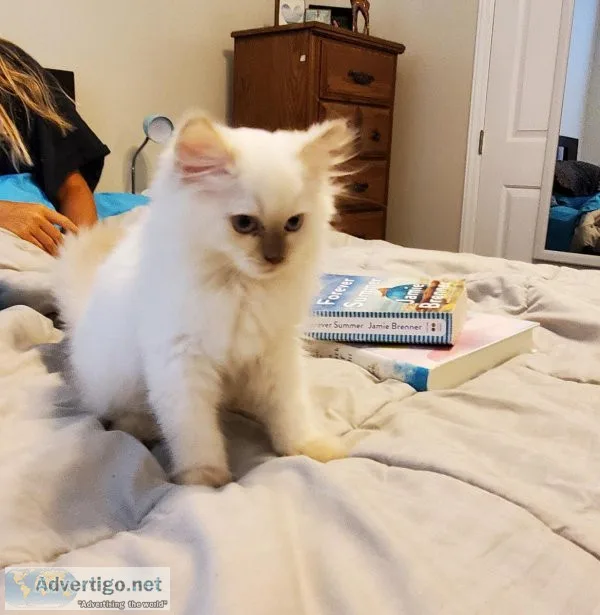 Ragdoll kittens
