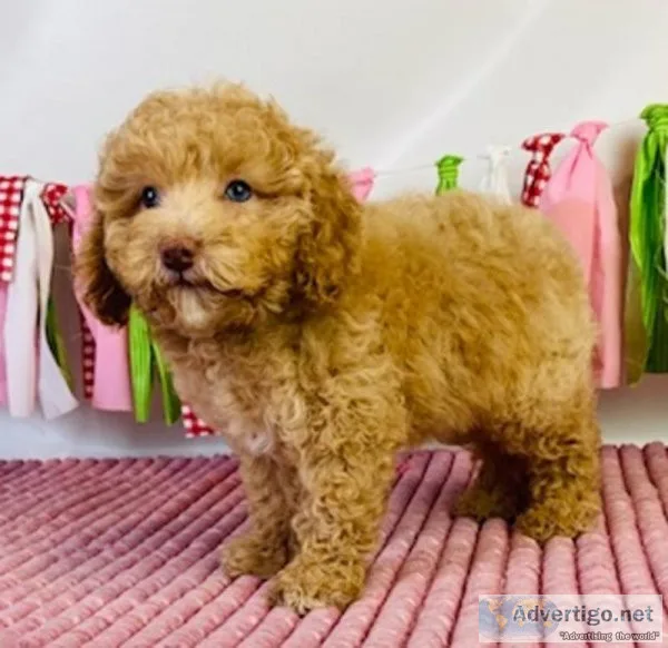 Luna mini poodle