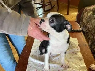 Boston Terriers