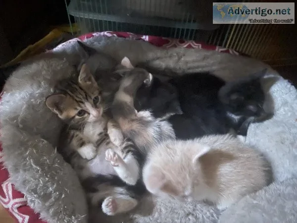8 week old kittens litter trained