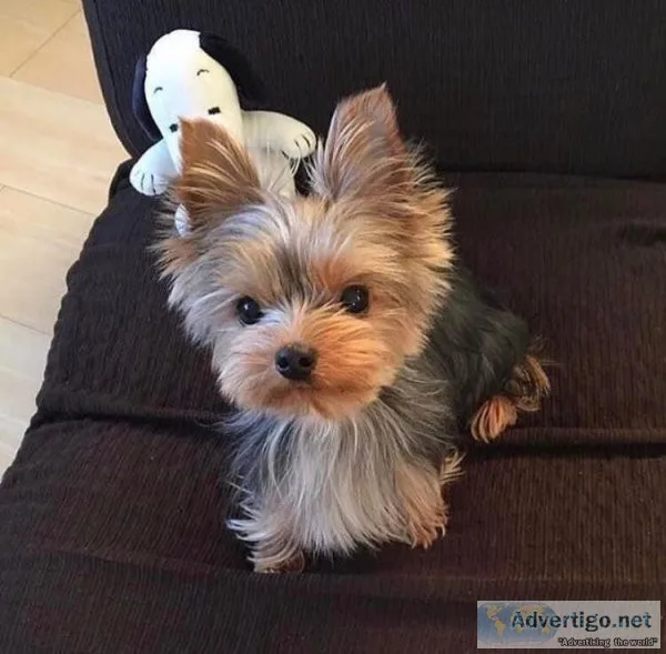 Two Yorkie Puppies Available