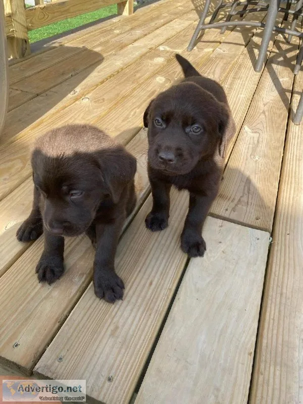 Chocolate Lab Puppies