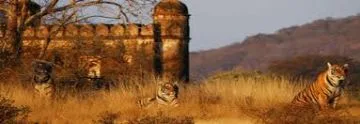 You can get the fast and safe taxi services from jaipur to ranth