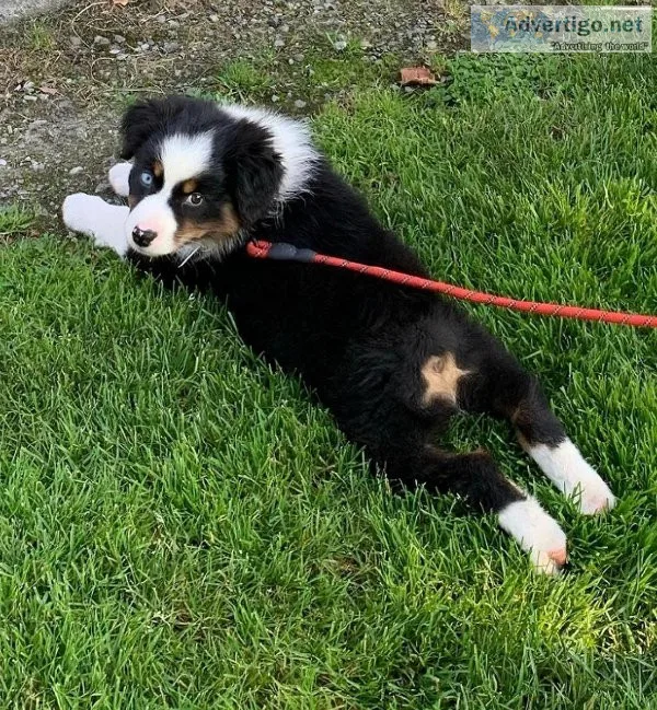 Adorable Australian shepherd Aussie puppies