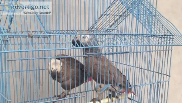 100 percent hand tamed African Grey Congos