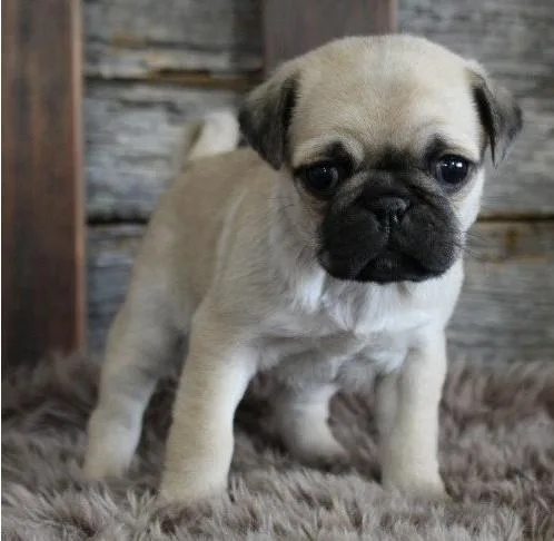 Registered Pug Puppies For Re-Homing