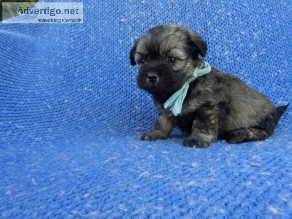 Fun MaltiPoo Puppies