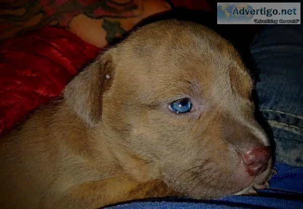 Baby blue an brindal pitts