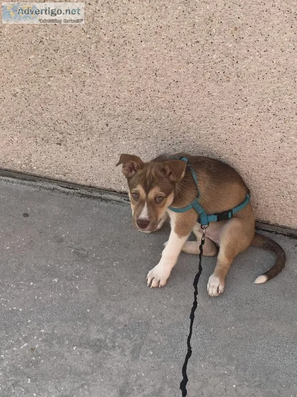 5 Month Pitsky Puppy for Sale