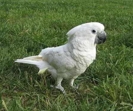 Beautifull umbrella Cockatoos for sale