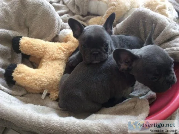 vdssdf AKC French Bulldog Puppies