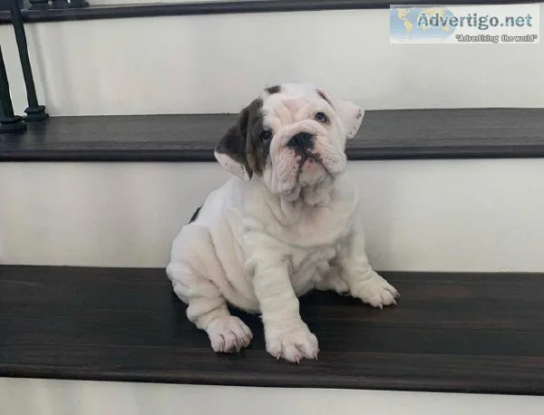 dzdv English Bulldog Puppies