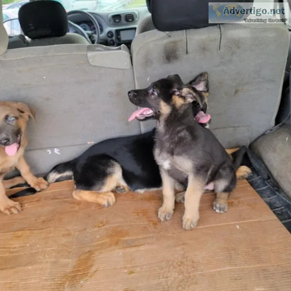 German shepherd puppies