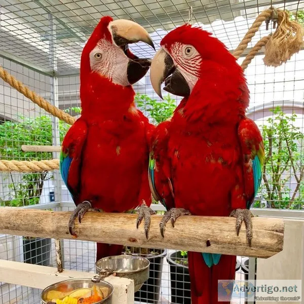 Well Tamed and super friendly Green Wings Macaws