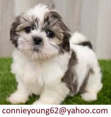 Dyke067W adorable Shih Tzu