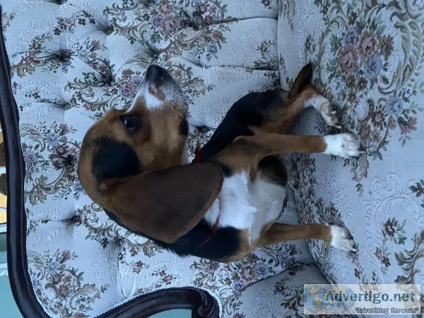 Adorable female Beagle 2 years old