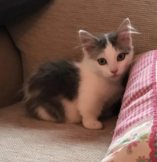 munchkin