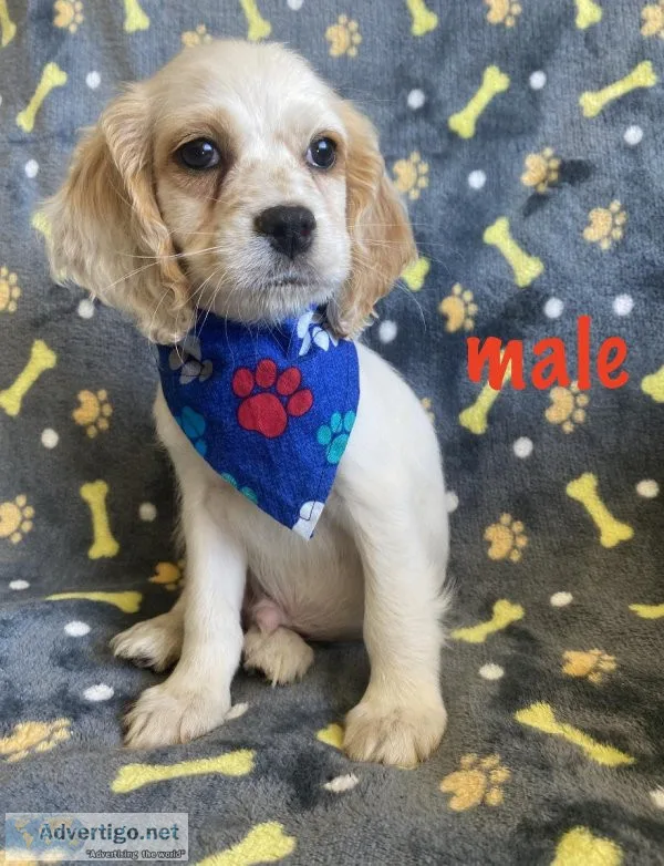cockapoo puppies