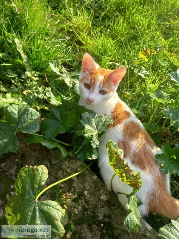 Kittens Available