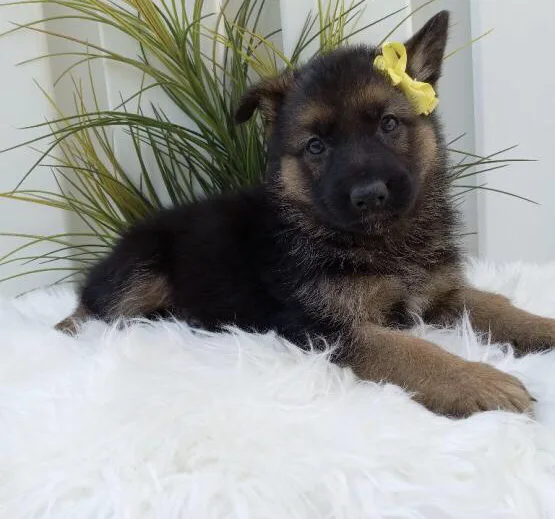 6 weeks old German Shepherd