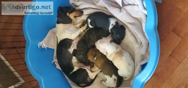 AKC registered tri color mixed mini dachshund puppies