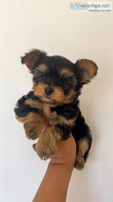 Toy Yorkshire Terrier puppies