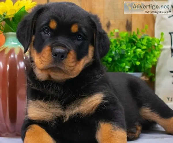 Rottweiler Puppies for sale