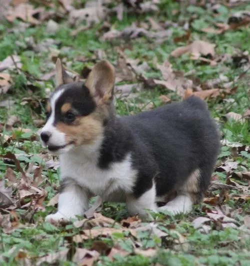 Pembroke Welsh Corgi puppies