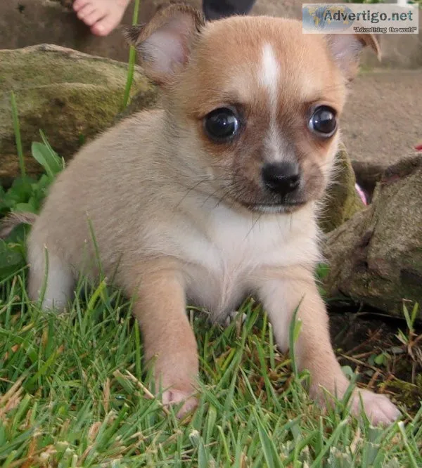 Rosie  Chihuahua