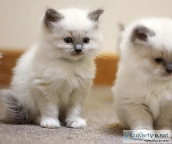 2 Male and female Ragdoll Kittens TICA registered and chipped