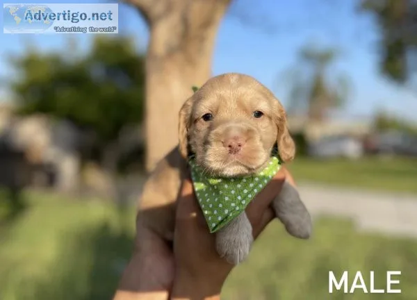 Cocker Spaniel Puppies