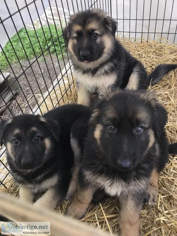 For Sale Full Blooded German Shepherd Puppies
