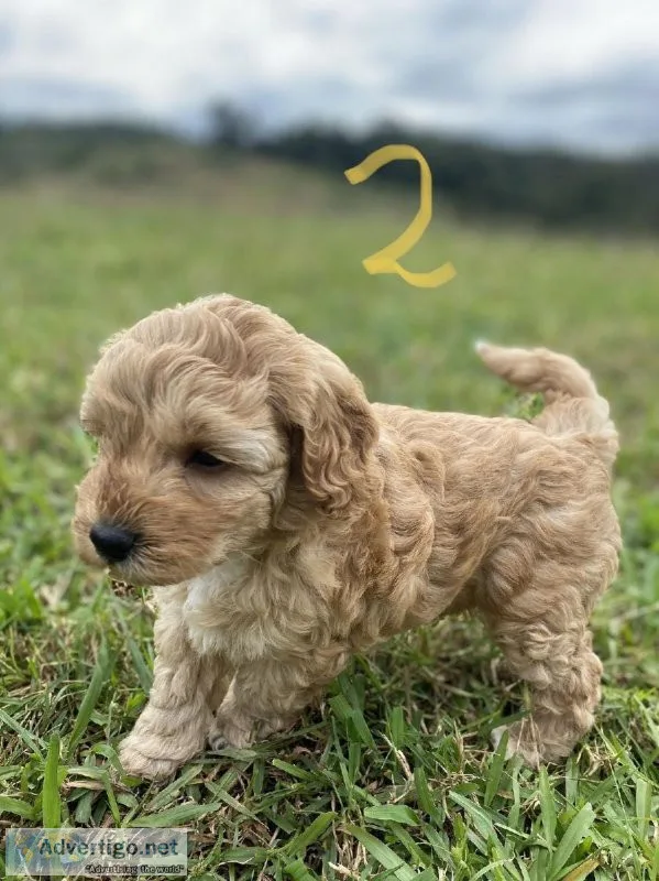 Cute Maltipoo puppies available