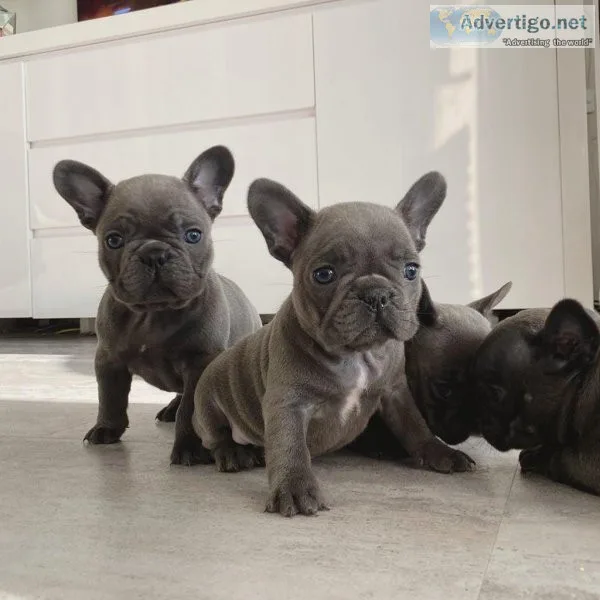 Tina Female French Bulldog Puppy