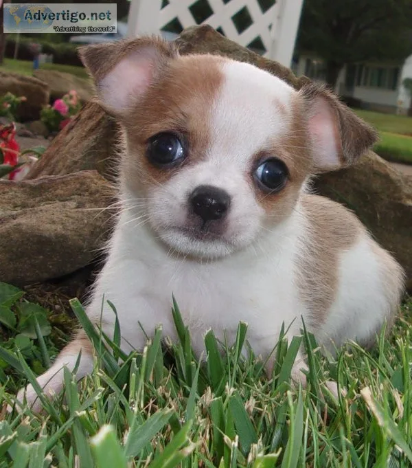 Patsy chihuahua