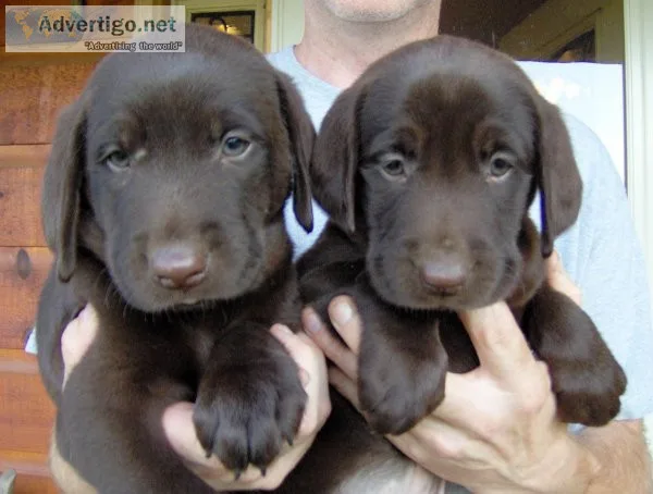 chocolate lab puppies