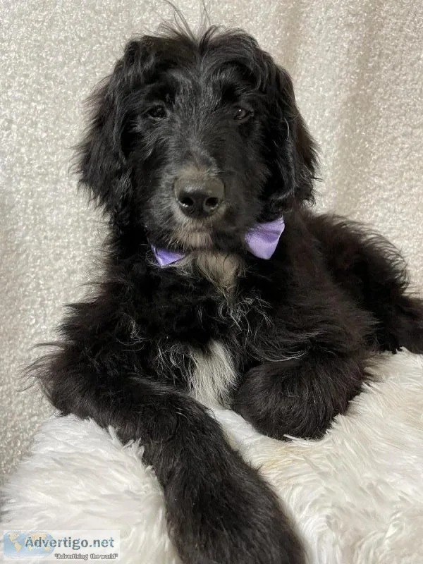 Aussidoodle