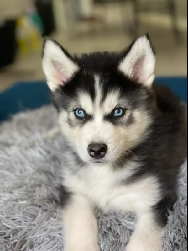 Husky Pups