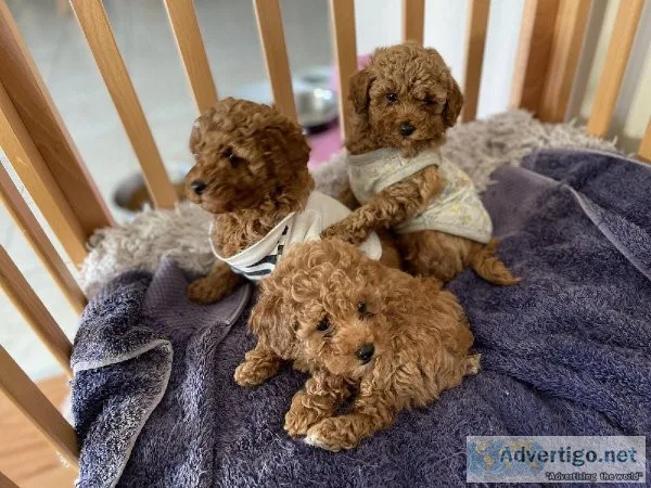 Stunning Teacup Toy poodle puppies