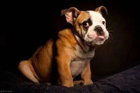 Buy Lolla English Bulldog
